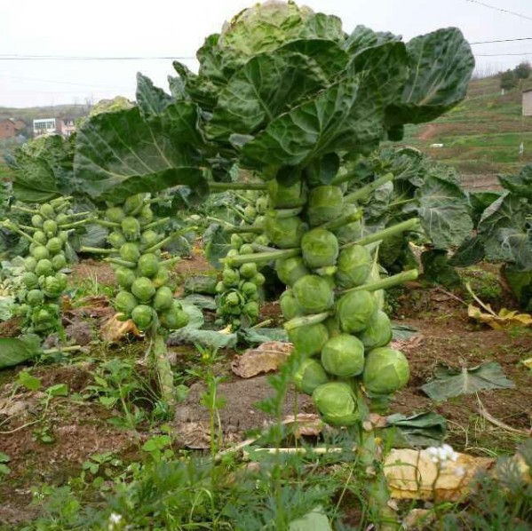 Organic European Brussels Sprouts Vegetable Seeds Pack Of 200 Ecofriendly Highyield Gmofree - 1