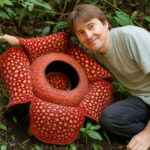 120 Pcs Mix Succulent Plant Lotus Bonsai Plants Stapelia Pulchella Home Amp Garden Flower Pots Planters - 6 120 Pcs Mix Succulent Plant Lotus Bonsai Plants Stapelia Pulchella Home Amp Garden Flower Pots Planters - 6