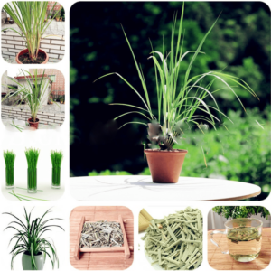 200 Pcs Lemon Grass Bonsai Herb Edible Lemongrass Kitchen Vegetable Medicinal Use Graines Legumes Potager