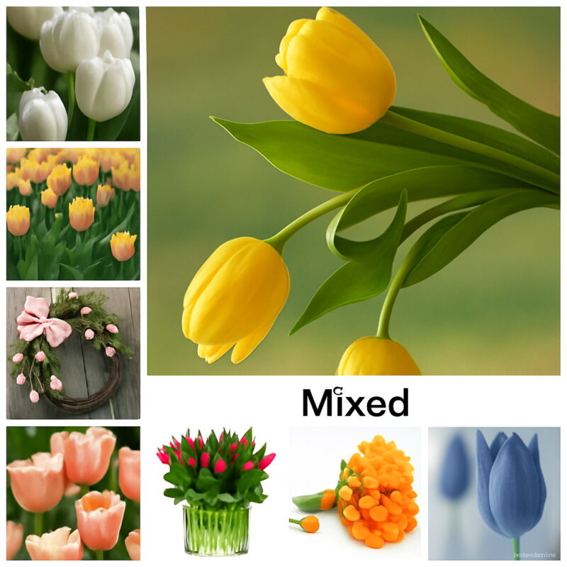 200 Pcs Bag Bonsai Mixed Tulip Plants Rare Beauty Potted Flower Planta Ice Cream As Beautiful Tulips Perennial Diy Home Garden