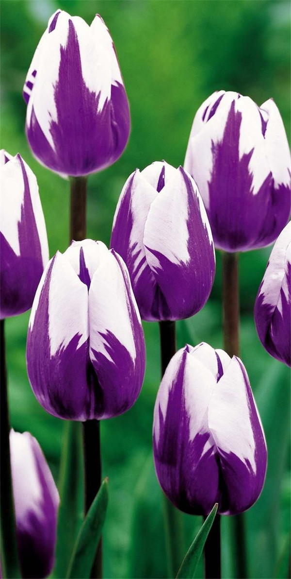 200piece Mixed Tulip Seeds Rare Ice Cream Variety Perennial Beauty For Diy Landscaping - 5