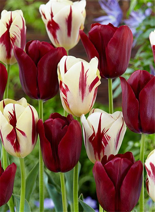 200piece Mixed Tulip Seeds Rare Ice Cream Variety Perennial Beauty For Diy Landscaping - 2