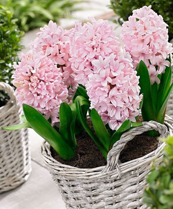 100 Pcs Bag Holland Hyacinth Perennial Hyacinthus Orientalis Perfect For Indoor Landscaping And Floral Arrangements - 7