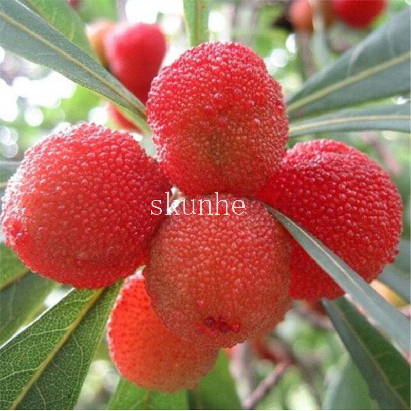 2pcs Arbutus Unedo Strawberry Tree Delicious Chinese Fruit s For Easy Cultivation Health Benefits - 3