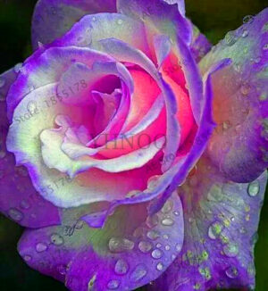 Pcspack Bonsai Flower Flores Holland Rainbow Rose Plant Home - 2