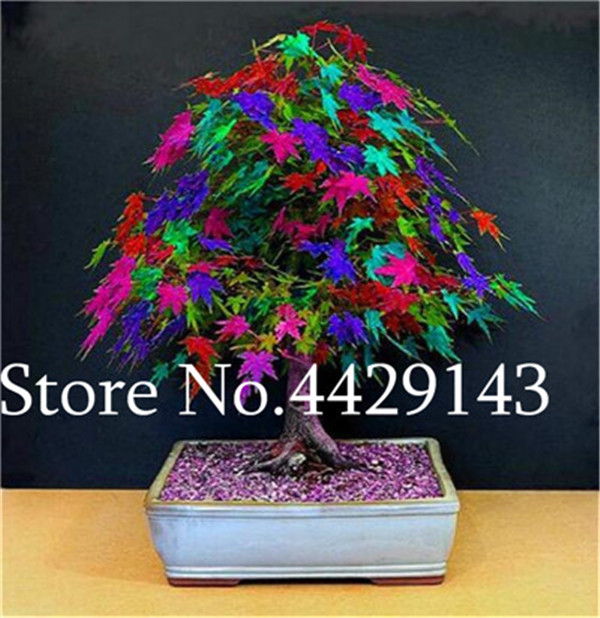 20 Count Japanese Mini Maple Desktop Rare Ornamental Perennial Perfect For Indoor Decoration - 5