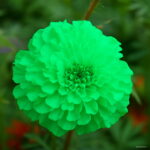 100 Pcspack Rare Purple Maidenhair Bonsai Flower Potted Herb Garden Marigold Chrysanthemum Plants - 4