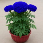 100 Pcspack Rare Purple Maidenhair Bonsai Flower Potted Herb Garden Marigold Chrysanthemum Plants - 3