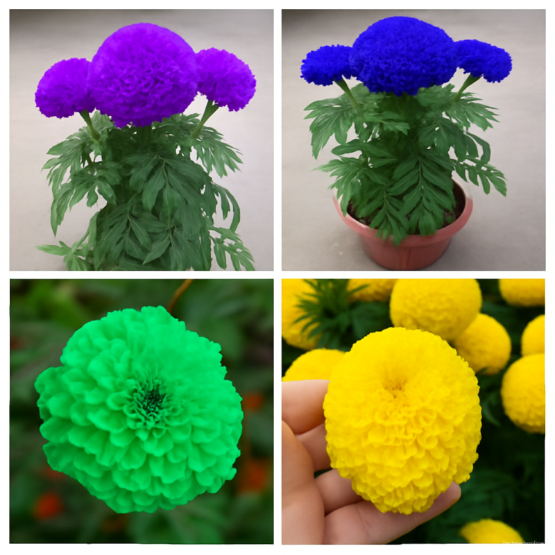 100 Pcspack Rare Purple Maidenhair Bonsai Flower Potted Herb Garden Marigold Chrysanthemum Plants