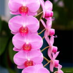 300 Pcs Rare Climbing Cymbidium Orchid Bonsai Mixed Butterfly Phalaenopsis Flower Ornamental Plants Garden Balcony Pot - 5