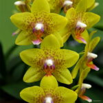 300 Pcs Rare Climbing Cymbidium Orchid Bonsai Mixed Butterfly Phalaenopsis Flower Ornamental Plants Garden Balcony Pot - 4