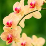 300 Pcs Rare Climbing Cymbidium Orchid Bonsai Mixed Butterfly Phalaenopsis Flower Ornamental Plants Garden Balcony Pot - 3