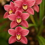 300 Pcs Rare Climbing Cymbidium Orchid Bonsai Mixed Butterfly Phalaenopsis Flower Ornamental Plants Garden Balcony Pot - 2