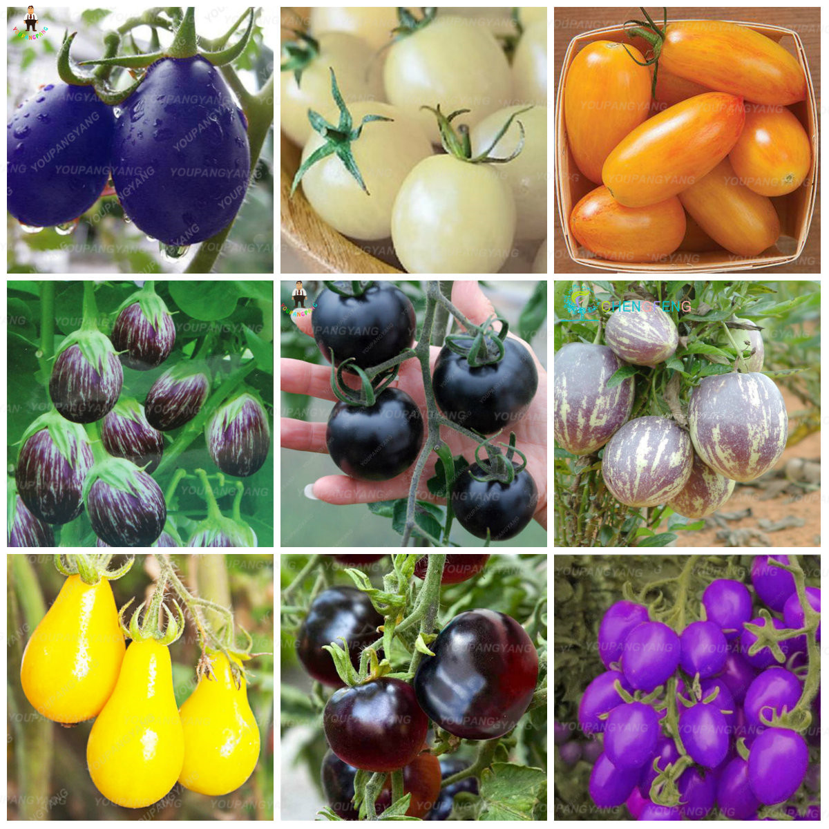 Organic Black Tomato Seeds Perennial Vegetable Fruit Ideal For Patios And Balconies Purchase - 3