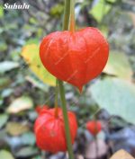 120pcs Red Currant Fruit Plant Pan-american Gooseberry Bonsai Lantern Physalis Landscape Home Garden - 6