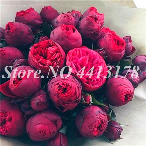 10piece Mixed Peony Perennial Tree Thailand Heirloom Hybrids Blooming Flower In Pot - 4