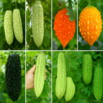 10 Pcsbag Gold Bell Bonsai Rare Balsam Pear Plant Bitter Gourd Melon Momordica Charantia Vegetable Fruit Home Garden