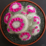 Semillas De Flores 200pcs Rare Mix Cactus Flower Lithops Organic Garden Succulent Bonsai Balcony Planti - 6 Semillas De Flores 200pcs Rare Mix Cactus Flower Lithops Organic Garden Succulent Bonsai Balcony Planti - 6