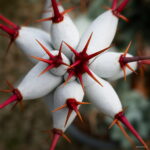 Semillas De Flores 200pcs Rare Mix Cactus Flower Lithops Organic Garden Succulent Bonsai Balcony Planti - 4 Semillas De Flores 200pcs Rare Mix Cactus Flower Lithops Organic Garden Succulent Bonsai Balcony Planti - 4