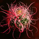 Semillas De Flores 200pcs Rare Mix Cactus Flower Lithops Organic Garden Succulent Bonsai Balcony Planti - 2 Semillas De Flores 200pcs Rare Mix Cactus Flower Lithops Organic Garden Succulent Bonsai Balcony Planti - 2