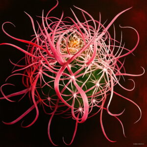 Semillas De Flores 200pcs Rare Mix Cactus Flower Lithops Organic Garden Succulent Bonsai Balcony Planti - 2