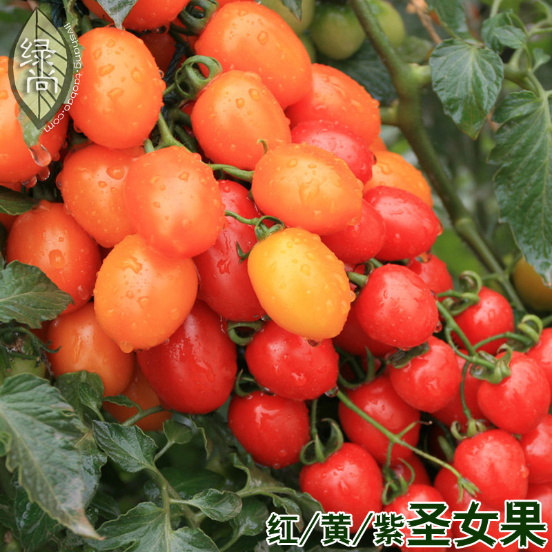 100 Pcs Bag Multicolored Super Hot Chili Pepper Capsicum Annuum Balcony Ornamental Vegetable Mini Cultivation - 14