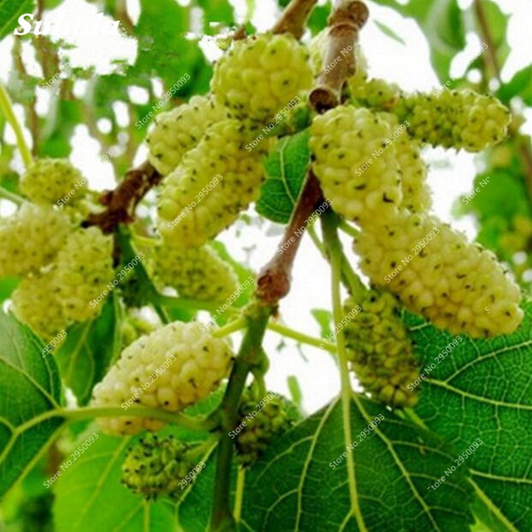 Discounted 200 Pack Chinese Wild Raspberry Large Succulent Fruit Strawberry Blackberry Variety Pack For Outdoor Cultivation - 6