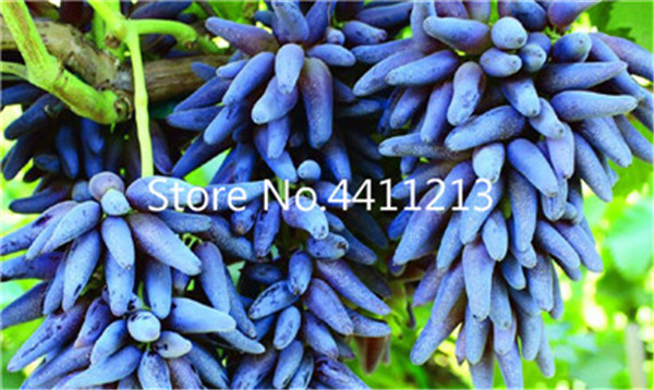 50 Pcsbag Organic Rare Color Finger Grape Heirloom Growth Pot Indoor Fruit Tree Decoration - 5