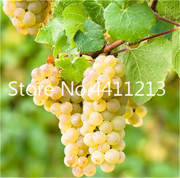 50 Pcsbag Organic Rare Color Finger Grape Heirloom Growth Pot Indoor Fruit Tree Decoration - 3