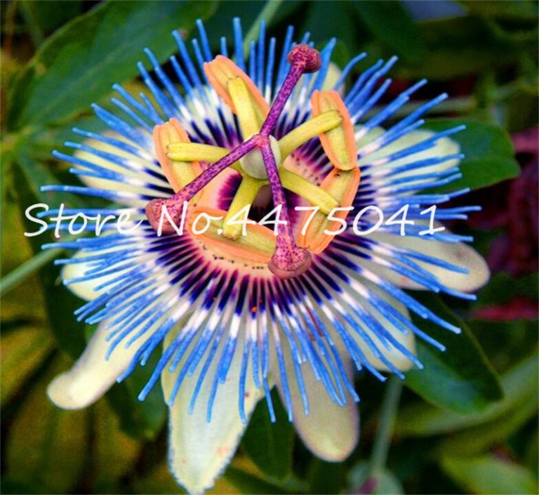 100 Pcs Mixed Passion Fruit Bonsai Tropical Flower Indoor Plants Home