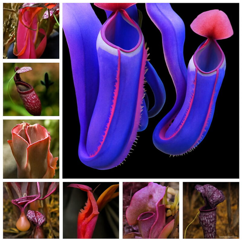 100 Pcs Nepenthes Bonsai Balcony Dionaea Muscipula Potted Plants Succulent Plantas Carnivorous Seedsplants