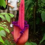 100 Pcs Flower Also As Plant Home Garden - 6