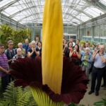 100 Pcs Flower Also As Plant Home Garden - 5