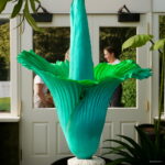 100 Pcs Flower Also As Plant Home Garden - 4