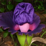 100 Pcs Flower Also As Plant Home Garden - 3