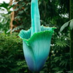 100 Pcs Flower Also As Plant Home Garden - 2