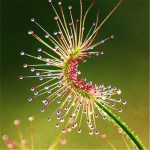 100 Pcs Carnivorous Plants Potted Flycatcher Bonsai Sundew Plantadrosera Peltata Table Garden Planting Radiation Protect - 6