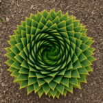 200pcs Real Rare Succulent Bonsai Plant Pseudotruncatella Living Stone Lithops Indoor Perennial Plants Flower - 6 200pcs Real Rare Succulent Bonsai Plant Pseudotruncatella Living Stone Lithops Indoor Perennial Plants Flower - 6