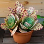 200pcs Real Rare Succulent Bonsai Plant Pseudotruncatella Living Stone Lithops Indoor Perennial Plants Flower - 5 200pcs Real Rare Succulent Bonsai Plant Pseudotruncatella Living Stone Lithops Indoor Perennial Plants Flower - 5