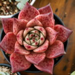 200pcs Real Rare Succulent Bonsai Plant Pseudotruncatella Living Stone Lithops Indoor Perennial Plants Flower - 4 200pcs Real Rare Succulent Bonsai Plant Pseudotruncatella Living Stone Lithops Indoor Perennial Plants Flower - 4