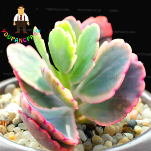 200pcs Real Rare Succulent Bonsai Plant Pseudotruncatella Living Stone Lithops Indoor Perennial Plants Flower - 2
