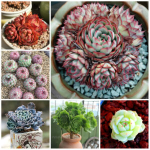 200pcs Real Rare Succulent Bonsai Plant Pseudotruncatella Living Stone Lithops Indoor Perennial Plants Flower