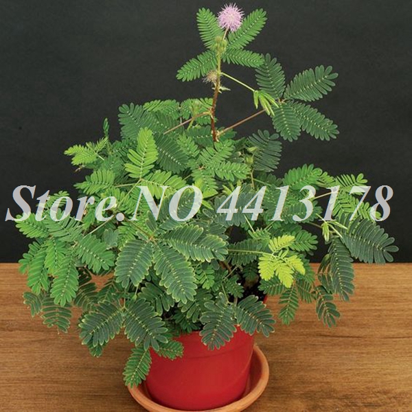 100 Pcs Mimosa Pudica Bashful Grass Seeds For Balcony Patio Outdoor Greenery Environment Friendly Easy To Grow - 7