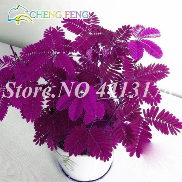 100 Pcs Mimosa Pudica Bashful Grass Seeds For Balcony Patio Outdoor Greenery Environment Friendly Easy To Grow - 2