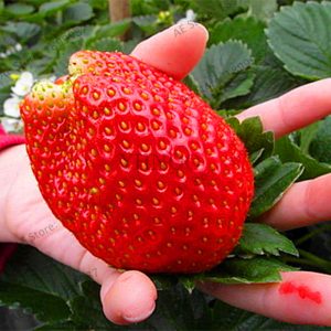 2018!300 Climbing Red Strawberry Garden Big Delicious Heirloom Vegetables Fruit Bonsai Creeper Plants - 2
