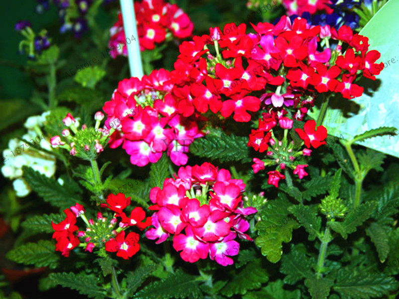 Multicolor Hydrangea Hybrid Balcony Decorative Perennials Original Package Beautiful Blooming Variety 10 Pieces - 3