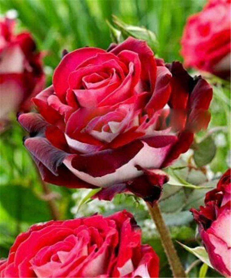 200 Pcs Rare Black Rose Seeds For Perennial Free Shipping Worldwide