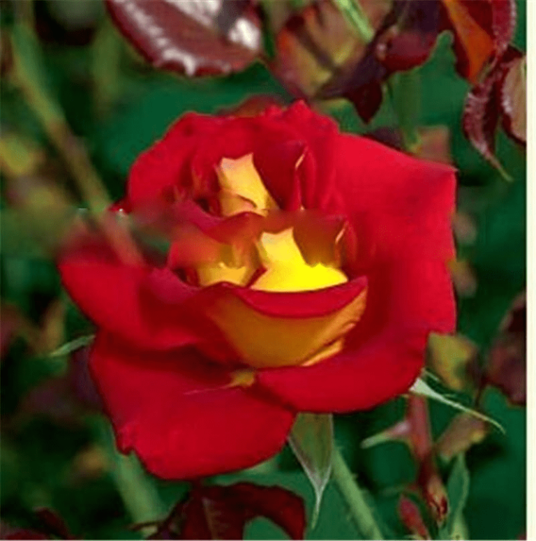 200 Pcs Rare Black Rose Seeds For Perennial Free Shipping Worldwide