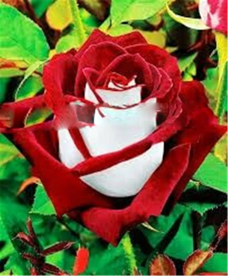 200 Pcs Rare Black Rose Seeds For Perennial Free Shipping Worldwide