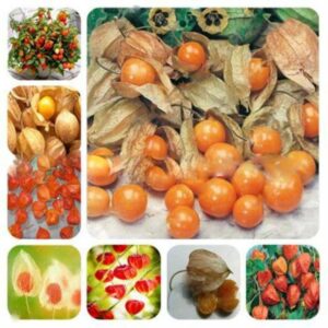 New! 200 Pcs Chwy Delicious Golden Berry Bonsais Chinese Latern Gooseberry Bonsai Plant Giant Ground Cherry